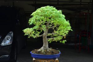 Code 100 : Japanese Maple - Image 11