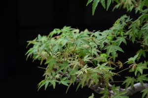 Code 100 : Japanese Maple - Image 10