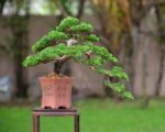 Tree ID 125 : Itoigawa Shimpaku