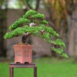 Tree ID 125 : Itoigawa Shimpaku