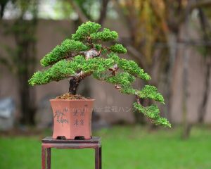 Tree ID 125 : Itoigawa Shimpaku