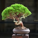 Tree ID 122 : Itoigawa Shimpaku