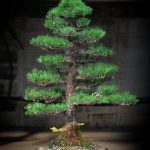 Tree ID 215 : Japanese Blackpine