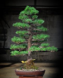 Tree ID 215 : Japanese Blackpine