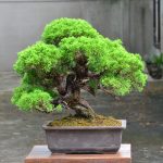 Tree ID 159 : Itoigawa Shimpaku