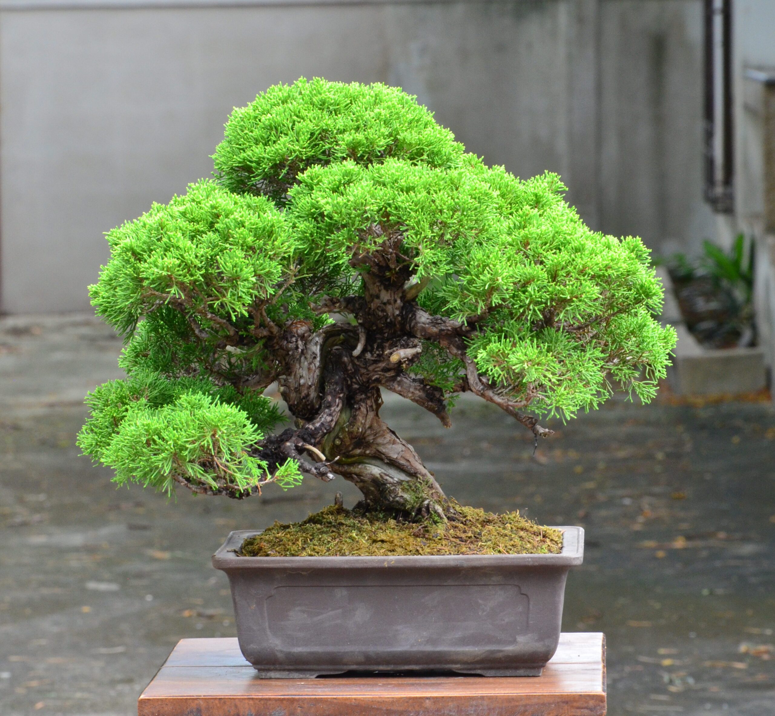 DSC_0122 Tree ID 159 : Itoigawa Shimpaku - Image 1