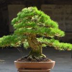 Tree ID 134 : Japanese Blackpine