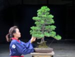 Tree ID 215 : Japanese Blackpine - Image 2