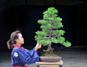 Tree ID 215 : Japanese Blackpine - Image 2