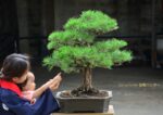 Tree ID 127 : Japanese Blackpine - Image 2