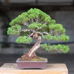 Tree ID 153 : Itoigawa Shimpaku