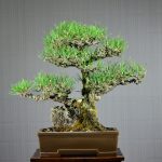 Code 071 : Japanese Black Pine