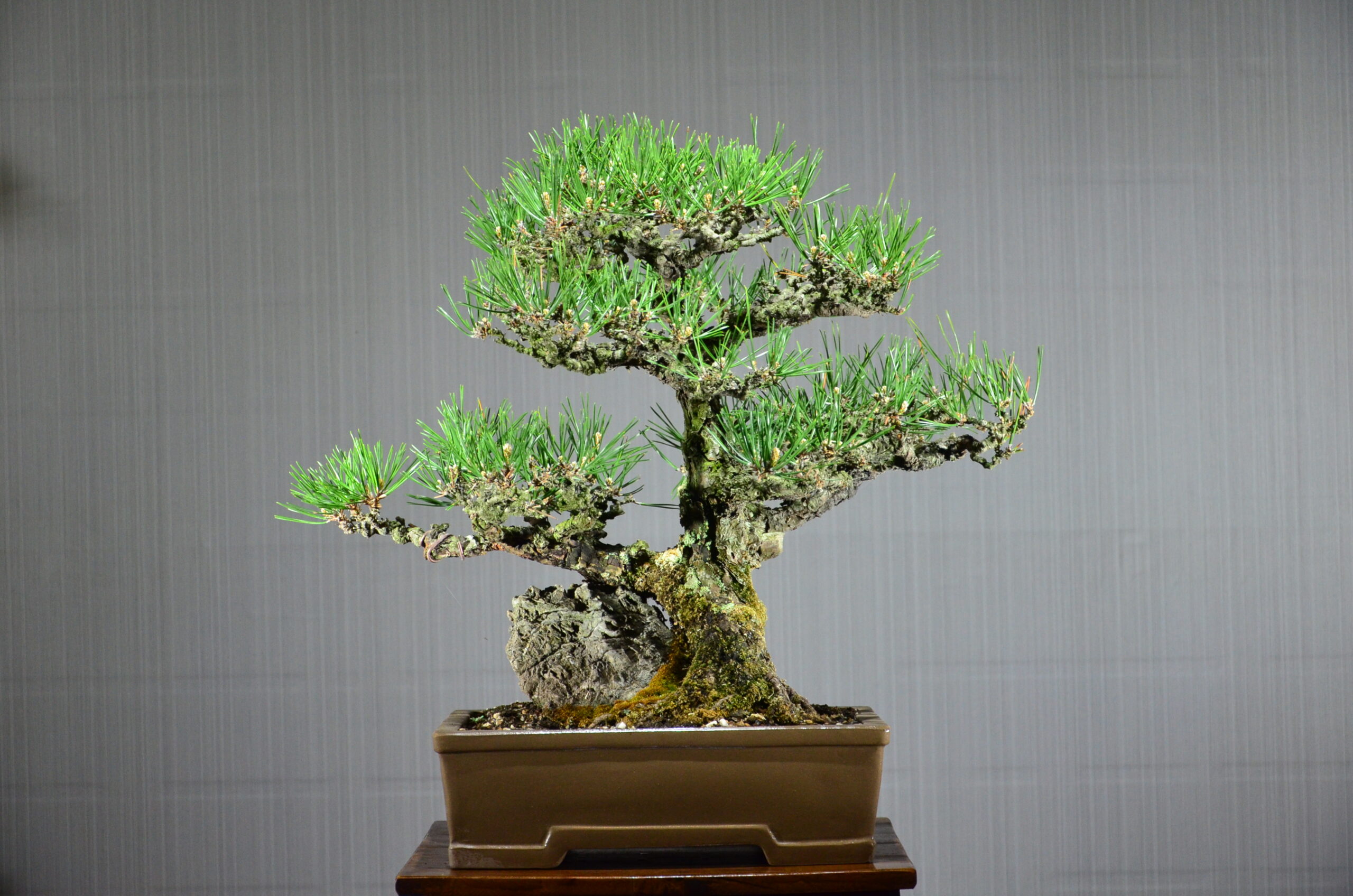 DSC_0350 Code 071 : Japanese Black Pine - Image 1
