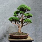 Tree ID 234 : Shimpaku - Image 2