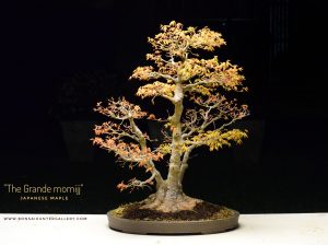 Code 081 : Japanese Maple - Image 3