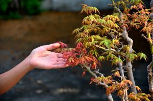 Code 082 : Japanese Maple - Image 2
