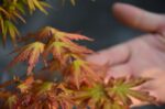 Code 082 : Japanese Maple - Image 4