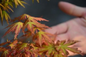 Code 082 : Japanese Maple - Image 4