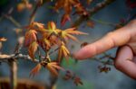 Code 082 : Japanese Maple - Image 3