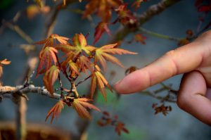 Code 082 : Japanese Maple - Image 3