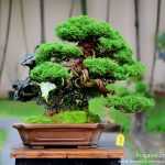 Code 111 : Itoigawa Shimpaku