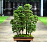 Code 046 : Tosho Forest