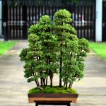 Code 046 : Tosho Forest