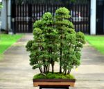 Code 046 : Tosho Forest - Image 3