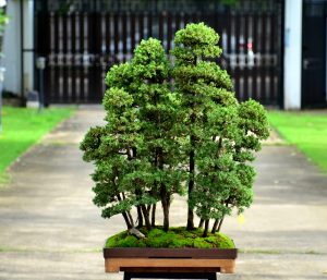 Code 046 : Tosho Forest - Image 3