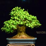 Tree ID 194 : Japanese Maple (Kaede)