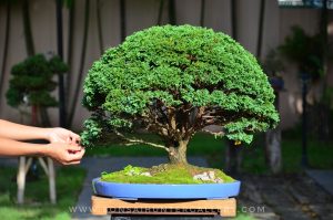 Code 102 : Hinoki - Image 4