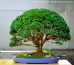 Code 102 : Hinoki - Image 3