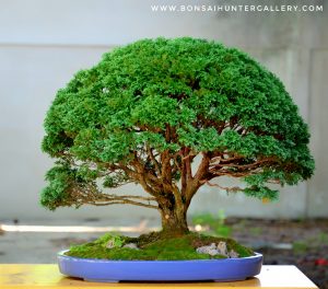 Code 102 : Hinoki - Image 3