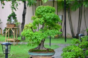 Code 081 : Japanese Maple - Image 2
