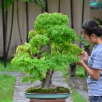 Code 081 : Japanese Maple