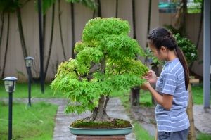 Code 081 : Japanese Maple