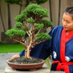 Tree ID 234 : Shimpaku