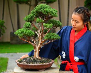 Tree ID 234 : Shimpaku