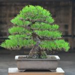 Tree ID 128 : Japanese Blackpine