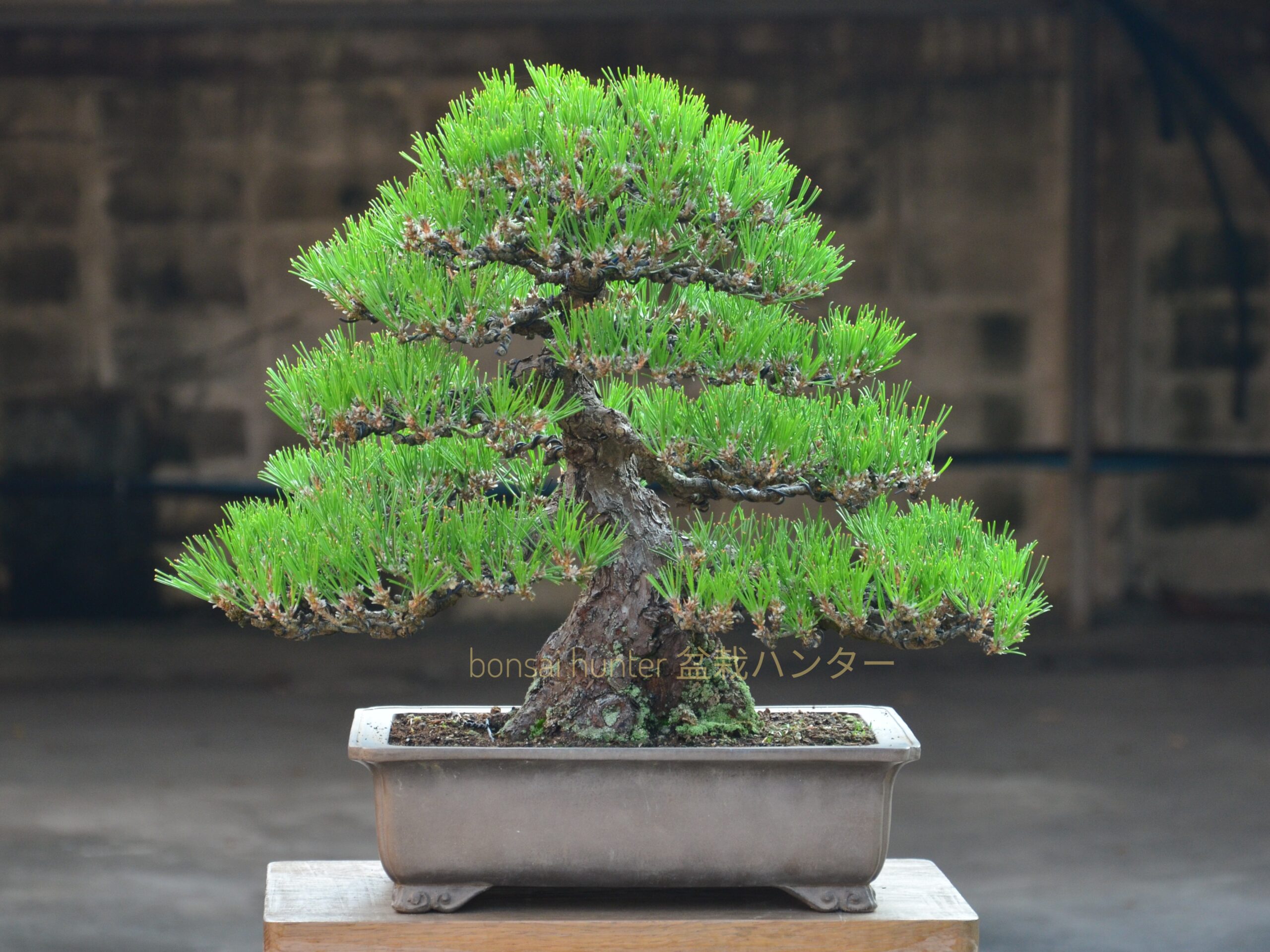 DSC_0586-01 Tree ID 128 : Japanese Blackpine - Image 1