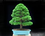Tree ID 233 : Hinoki Cypress (Tsuyama)