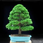 Tree ID 233 : Hinoki Cypress (Tsuyama)