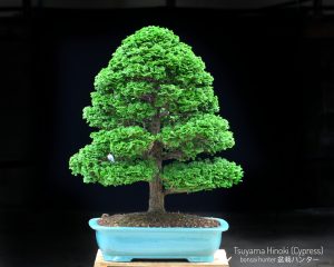 Tree ID 270 : Hinoki Cypress (Tsuyama) - Image 4