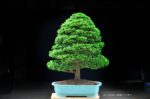Tree ID 233 : Hinoki Cypress (Tsuyama) - Image 6