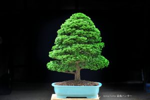 Tree ID 270 : Hinoki Cypress (Tsuyama) - Image 6