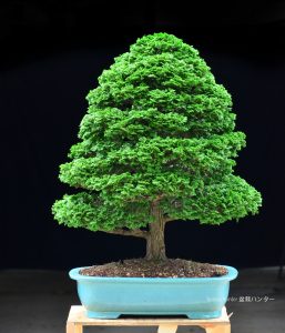 Tree ID 270 : Hinoki Cypress (Tsuyama) - Image 7