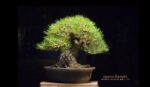 Tree ID 202 : Japanese Blackpine - Image 2