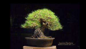 Tree ID 202 : Japanese Blackpine - Image 2