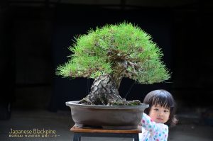 Tree ID 202 : Japanese Blackpine - Image 3