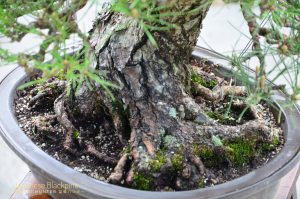 Tree ID 202 : Japanese Blackpine - Image 4
